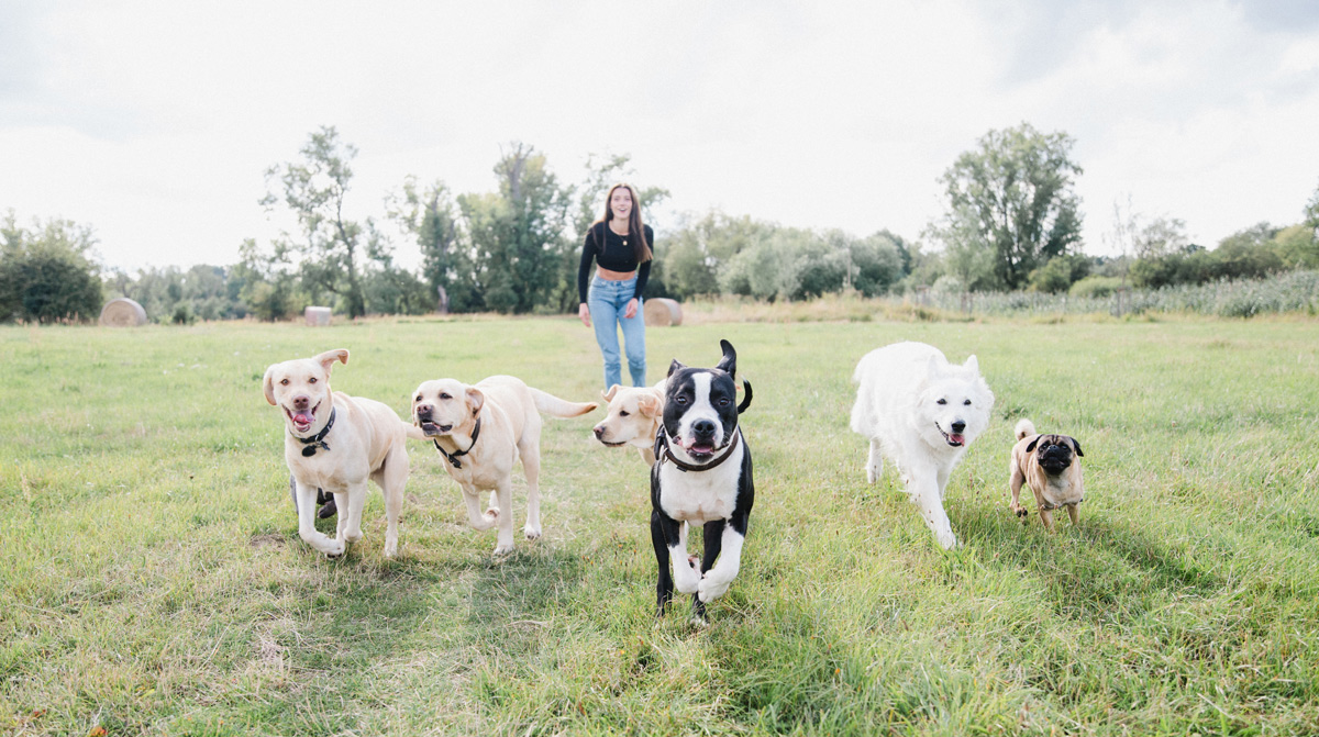 Hundeschule Gruppentraining